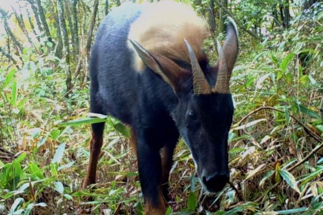 2024新奧門(mén)四不像,科學(xué)解說(shuō)指法律_XKP50.664零售版