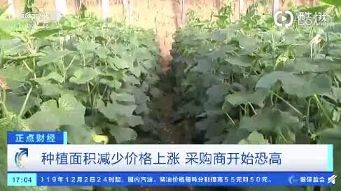 聊城黃瓜最新行情，一根黃瓜如何助力自信與成就之路