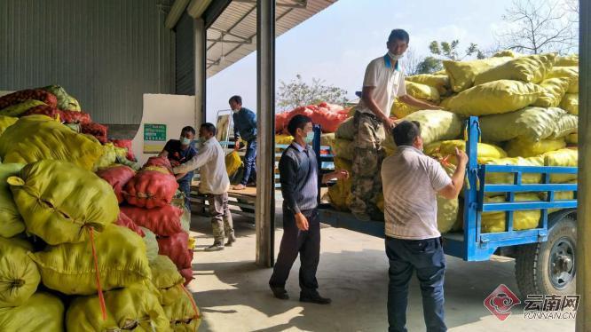 盈江土豆行情動(dòng)態(tài)，種植希望，收獲自信與成就