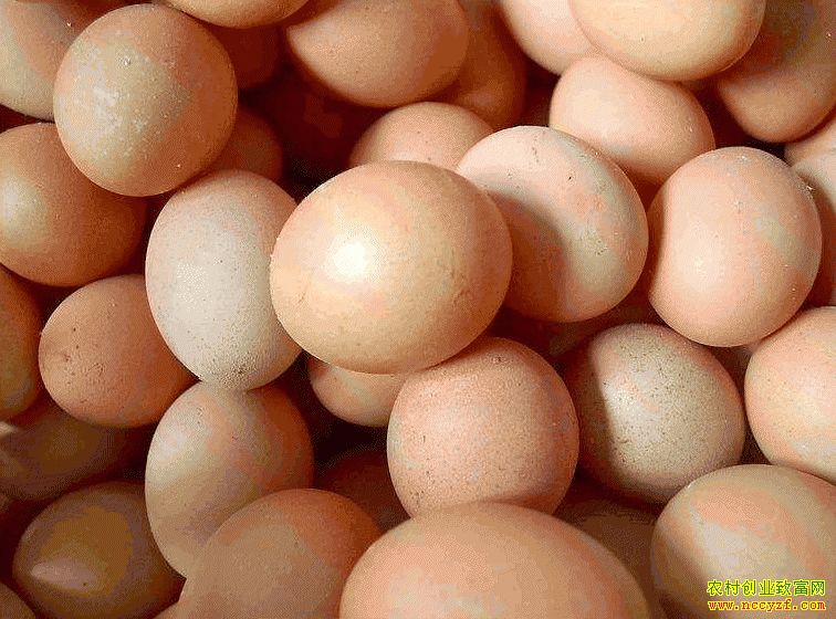 肇東雞蛋價格最新動態(tài)，跟隨自然腳步，重拾內(nèi)心寧靜與平和的探索之旅