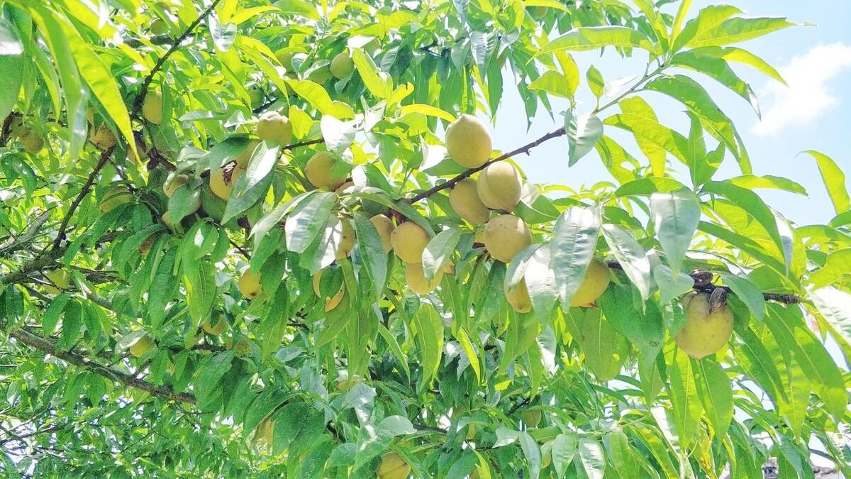 簡暗最新小說揭秘科技新品，智能生活體驗新紀元