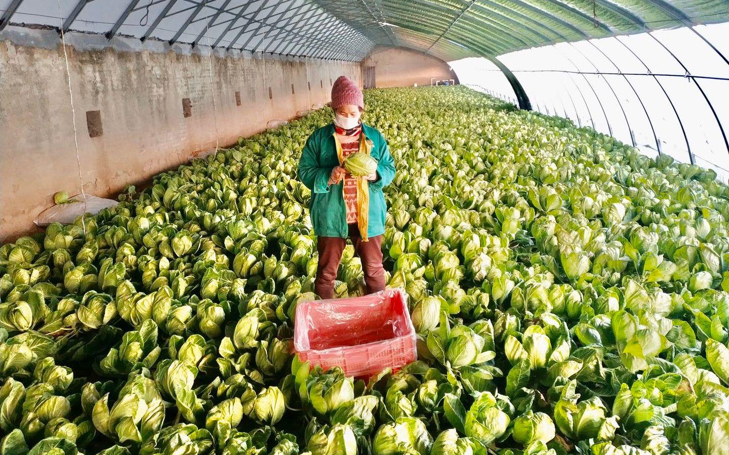 最新特菜品種，家的溫馨故事探索與發(fā)現