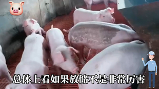 最新閹豬技巧步驟指南，專業(yè)方法與實用操作指南