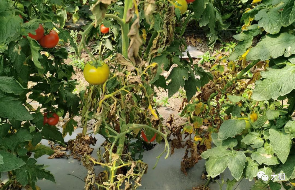 4949正版免費(fèi)資料大全水果,綜合計(jì)劃評(píng)估_NNQ47.723習(xí)慣版