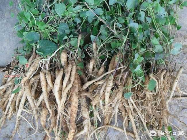 甘肅黨參最新價格動態(tài)，市場走勢與影響因素分析