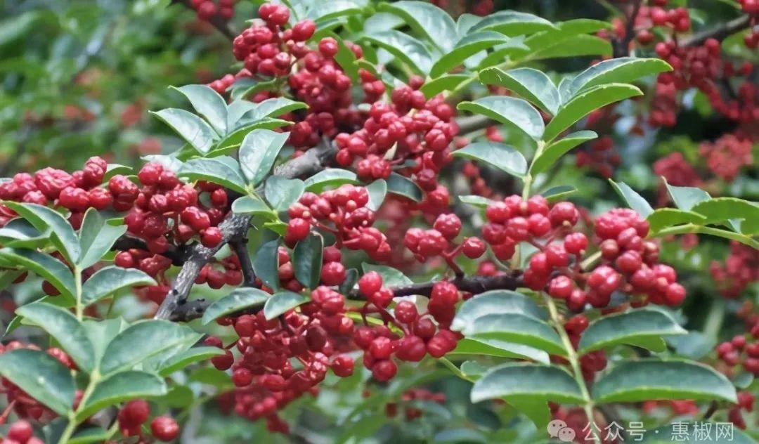 花椒價(jià)格最新行情2024，科技引領(lǐng)，椒香走向未來