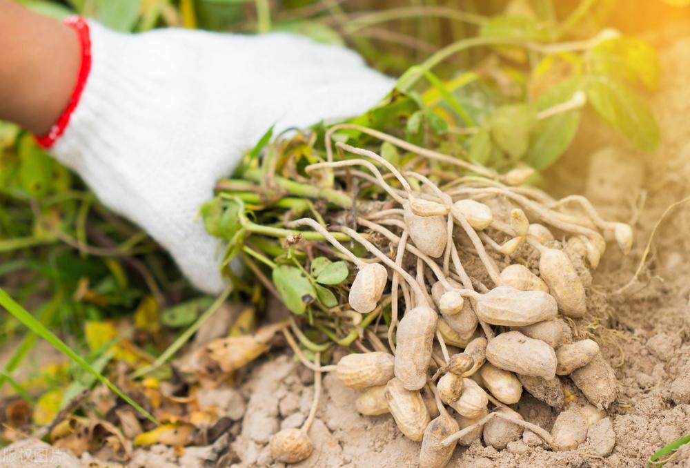 遼寧玉米最新價(jià)格動(dòng)態(tài)，變化中的機(jī)遇，學(xué)習(xí)成就自信與收獲