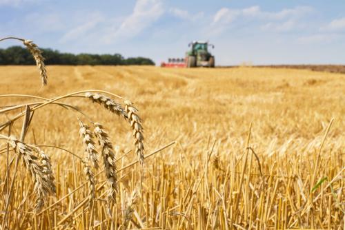 鶴壁小麥最新行情，科技引領(lǐng)農(nóng)業(yè)新時(shí)代，市場(chǎng)智能體驗(yàn)新篇章