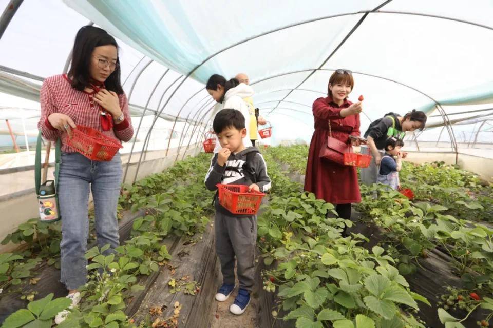 灃西新城馬王發(fā)展雙刃劍效應(yīng)，最新消息與影響分析