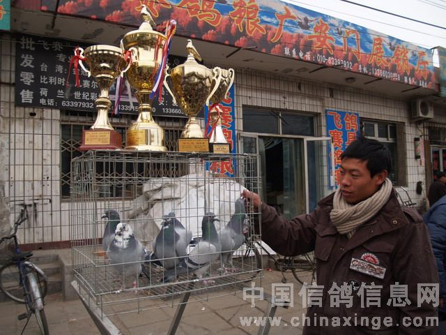 北京鴿市繁榮景象與發(fā)展趨勢(shì)揭秘，最新動(dòng)態(tài)與未來(lái)展望
