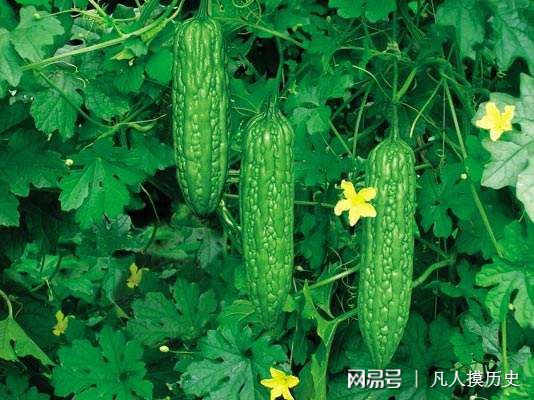苦瓜最新網(wǎng)站，探索自然美景，尋找內(nèi)心寧?kù)o的輕松之旅
