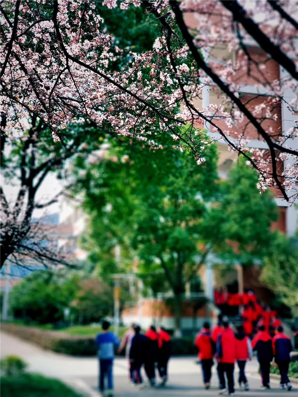 校園風采新照，展現(xiàn)青春風采的照片集錦
