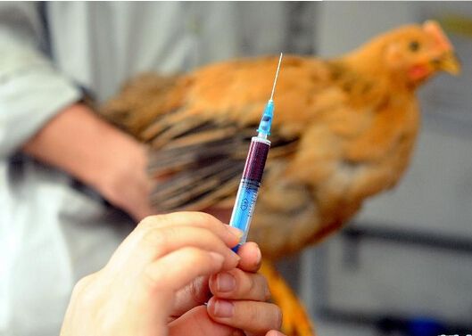 病情最新圖片獲取與分析指南，圖片獲取及分析步驟詳解