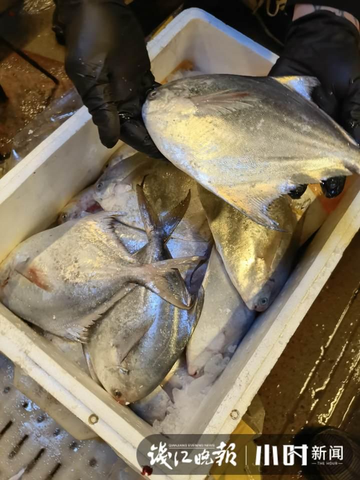 帶魚行情，一場海鮮盛宴的溫馨之旅