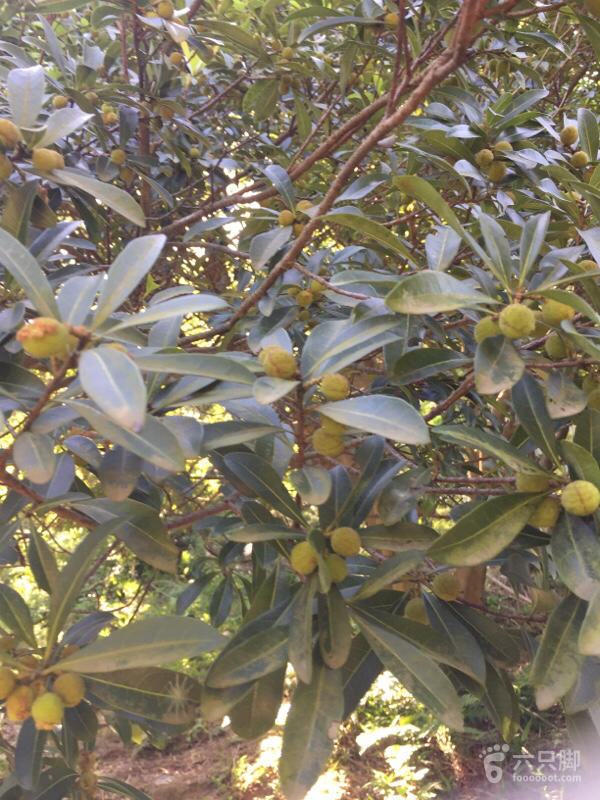 橫河大山搬遷最新動態(tài)，力量重塑與未來希望