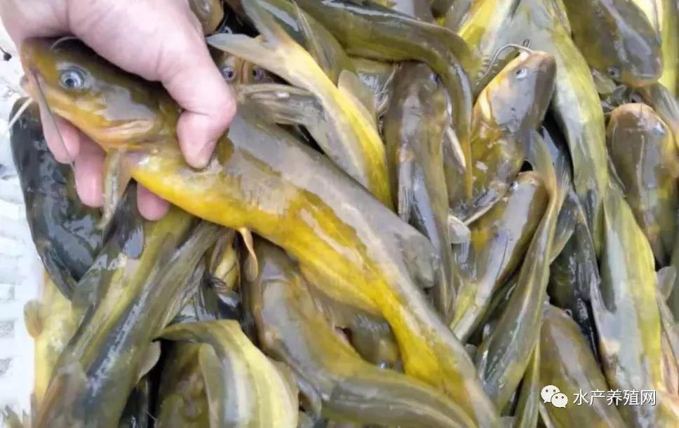 鮰魚價(jià)格變遷背后的故事，行情變化中的自信與成就感探尋