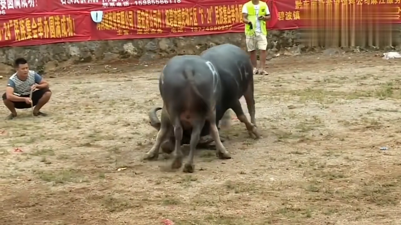 貴州斗牛傳奇篇章，回顧2017年斗牛比賽的精彩瞬間