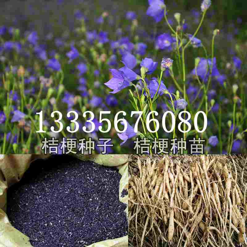 桔梗種子價格揭秘，成長旅程與自信綻放之路