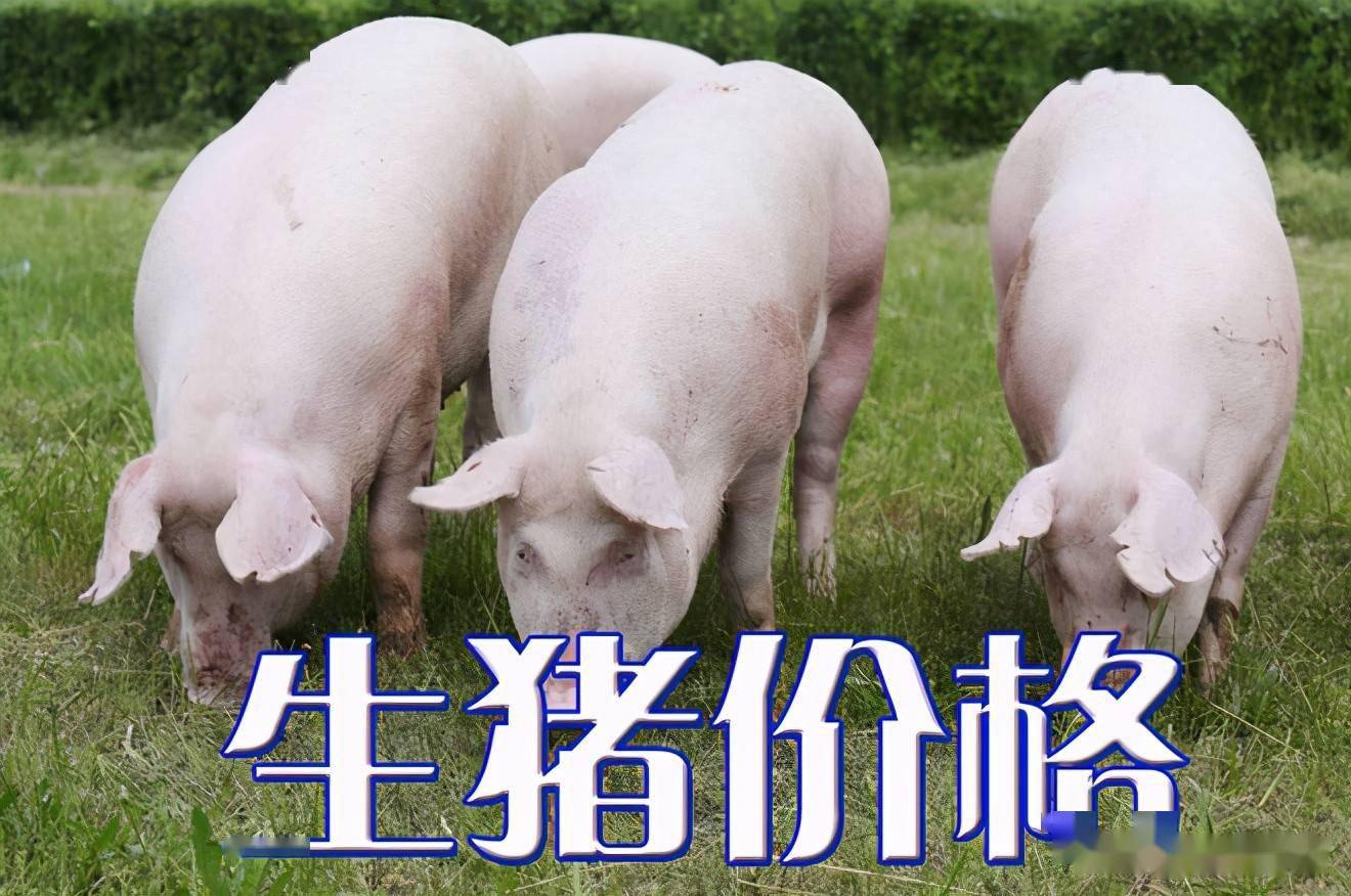 濰坊今日生豬價(jià)格探索，一場(chǎng)綠色之旅尋找內(nèi)心平靜