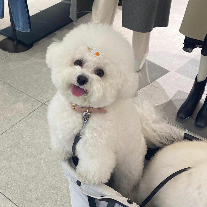 小巷中的寵物奇緣，比熊犬的價格探秘