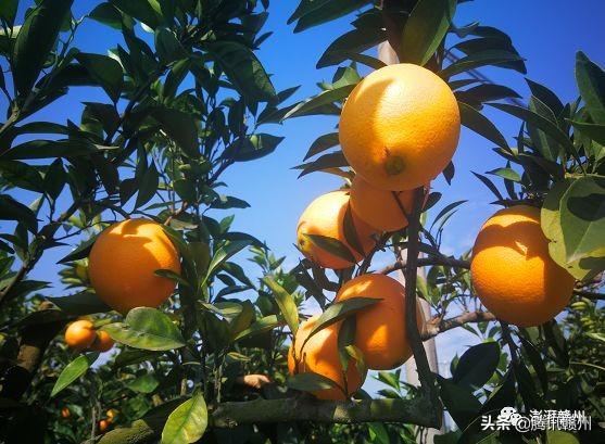 贛州上市公司，閃耀未來，共創(chuàng)繁榮時(shí)代！