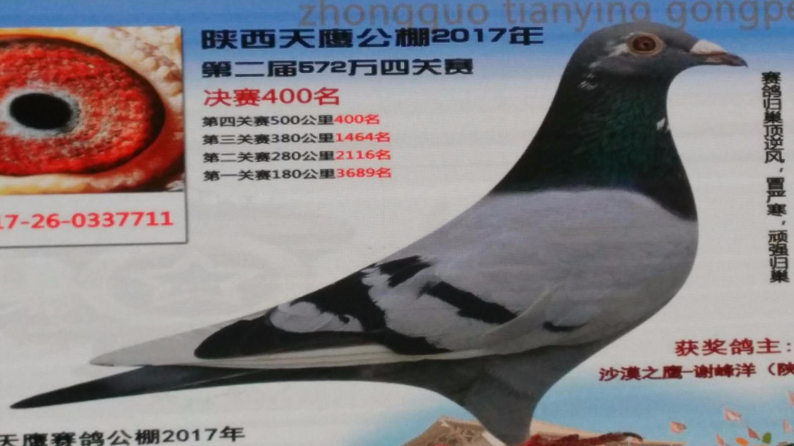 天鷹公棚歷程回顧，最新消息鑄就輝煌篇章
