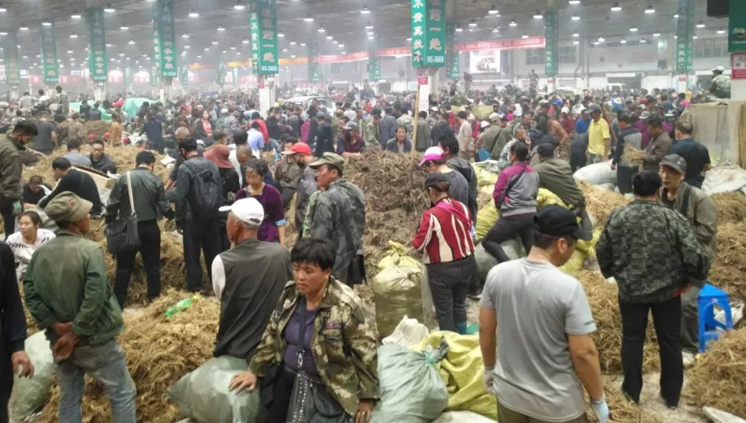 萬良人參市場最新動態(tài)揭秘，日常奇遇與溫情紐帶