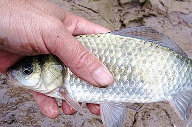 高科技智能魚探設(shè)備引領(lǐng)海洋探索新時(shí)代，最新魚訊速遞
