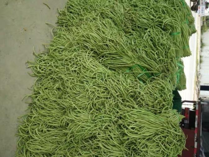 合浦豆角最新價格指南，獲取與比較豆角價格的方法及最新價格更新通知