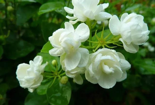 花香滿園最新章節(jié)獲取攻略，輕松閱讀新書章節(jié)的步驟