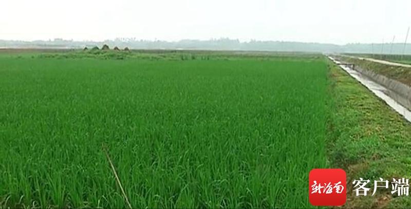 澄邁最新動態(tài)，自然美景探索之旅，尋覓內(nèi)心平和與寧靜的旅程