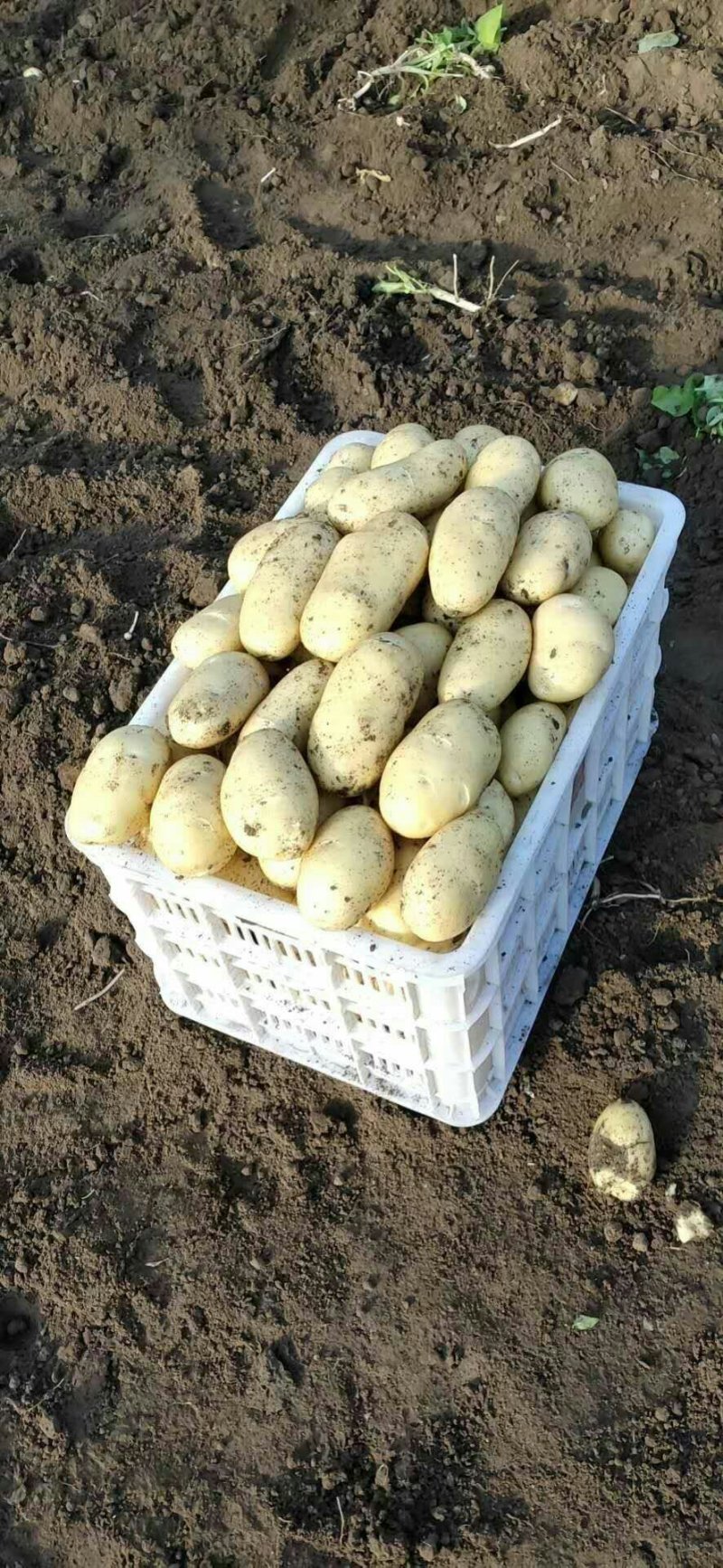 萊西土豆最新價(jià)格動(dòng)態(tài)，變化中的價(jià)值與學(xué)習(xí)中的力量