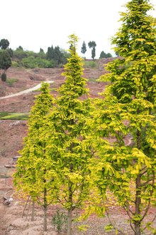 最新彩葉樹種種植與養(yǎng)護指南，從選種到養(yǎng)護一步到位！
