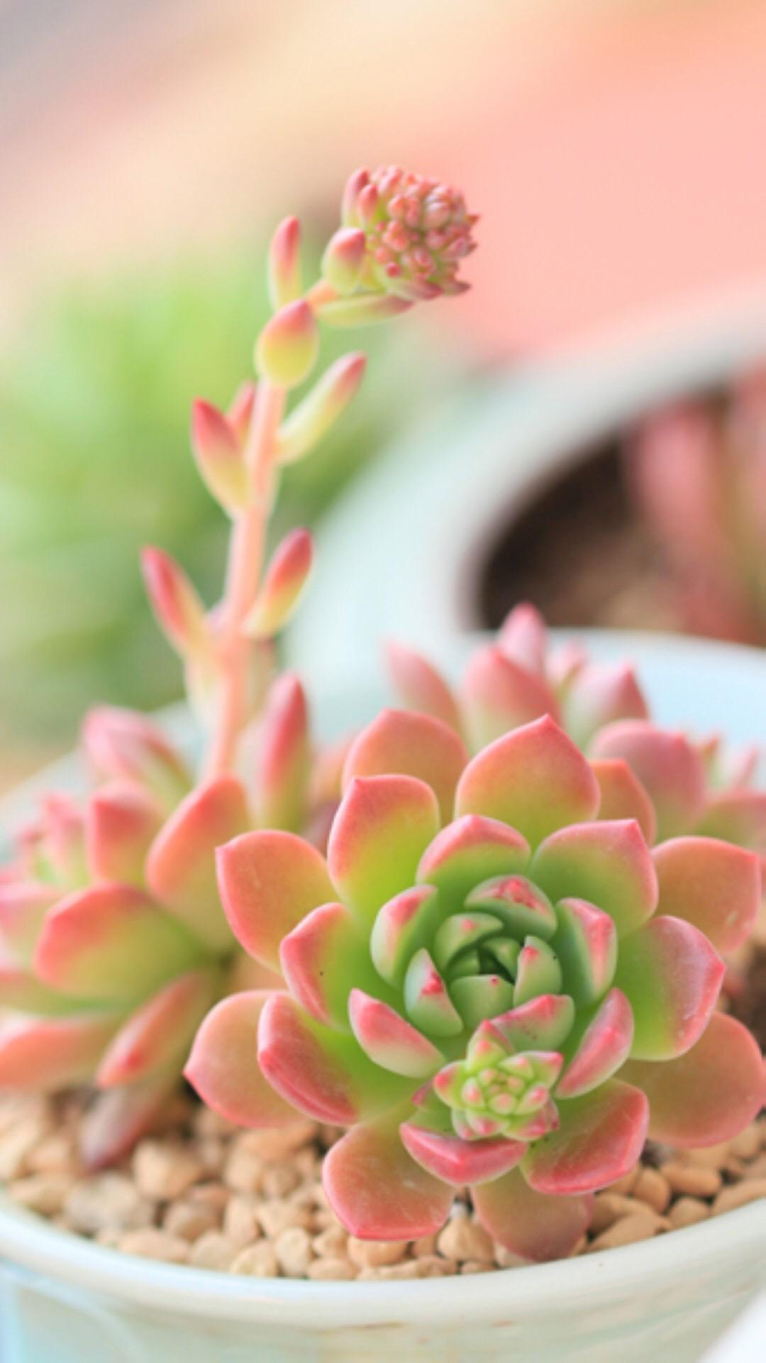 最新多肉植物，獨(dú)特的植物美學(xué)觀點(diǎn)探討