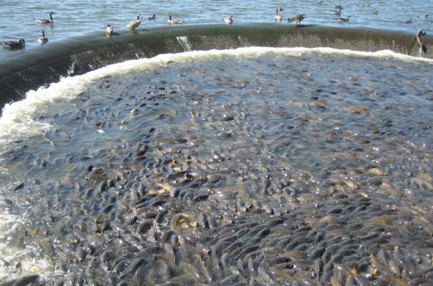 美國鯉魚成災背后秘密揭秘，鯉魚泛濫與小巷獨特小店的故事