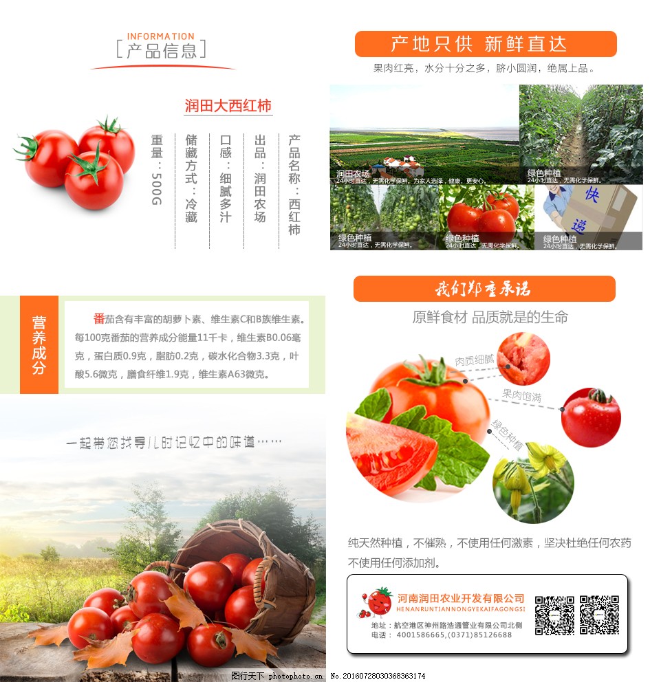 安徽西紅柿產(chǎn)地探秘，自然美景與鮮美西紅柿的邂逅之旅