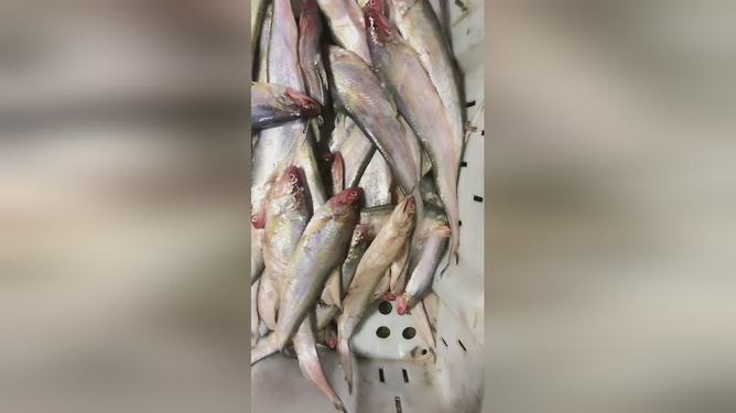 最新魚視頻，海洋生態(tài)與觀賞魚文化的精彩交融