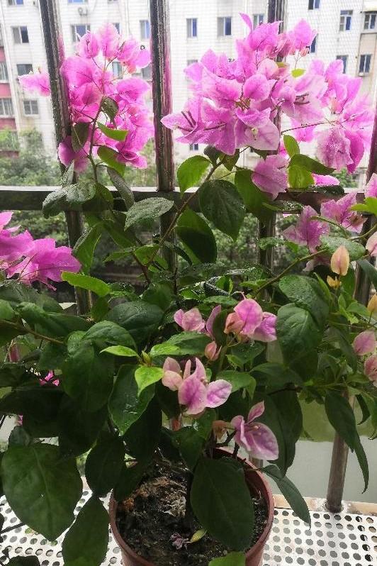 小巷深處的獨特花語，最新殘花之美