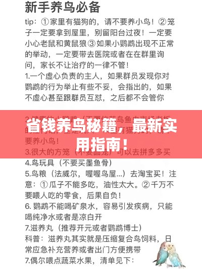 最新養(yǎng)鳥(niǎo)法規(guī)解析，觀點(diǎn)闡述與深度探討