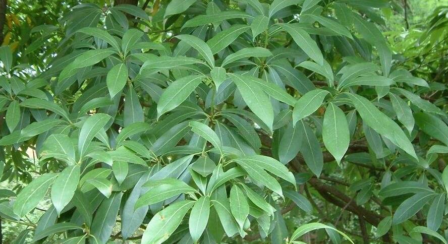 南山楠最新，自然美景的輕松探索之旅