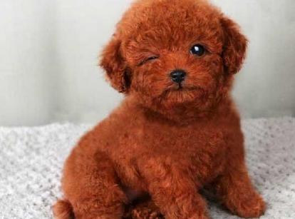 最新小鹿犬，趣事不斷，傳遞溫馨友誼與愛的小使者