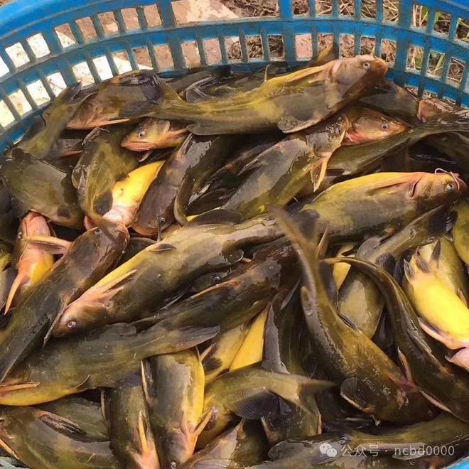 黃顙魚(yú)最新報(bào)價(jià)大全，專(zhuān)業(yè)指南與實(shí)時(shí)更新